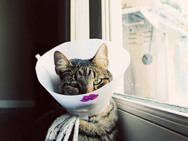 Pets In Lampshades (35 pics)