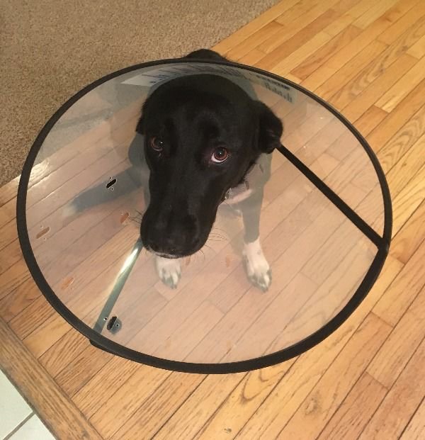 Pets In Lampshades (35 pics)