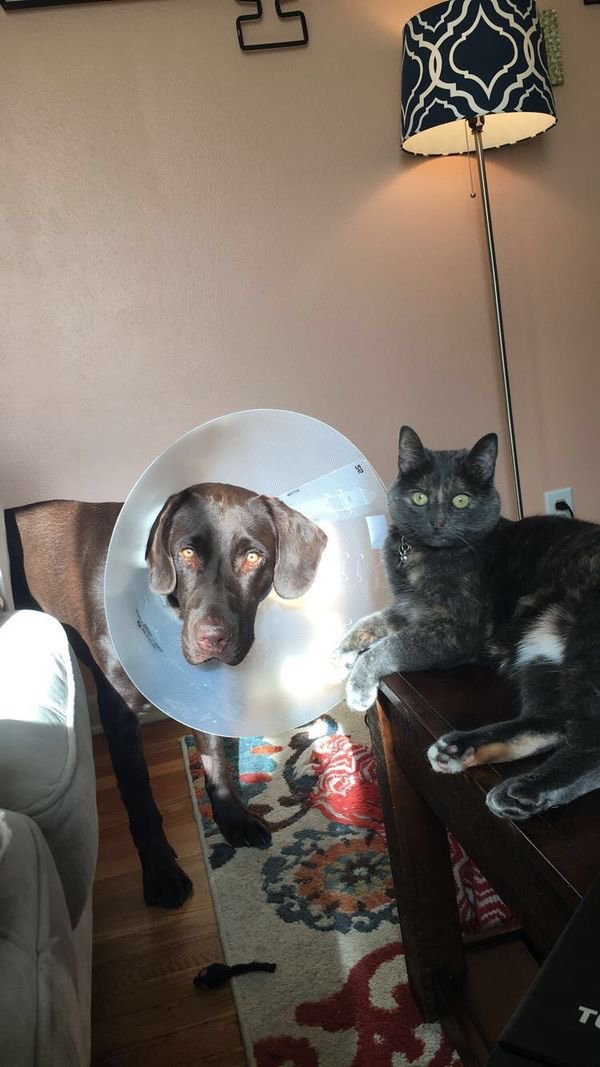 Pets In Lampshades (35 pics)