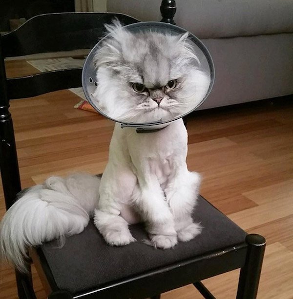 Pets In Lampshades (35 pics)