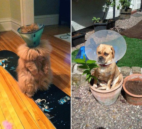 Pets In Lampshades (35 pics)