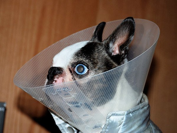 Pets In Lampshades (35 pics)