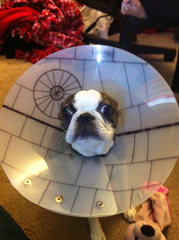 Pets In Lampshades (35 pics)
