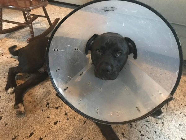 Pets In Lampshades (35 pics)
