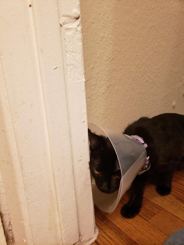 Pets In Lampshades (35 pics)