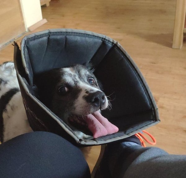 Pets In Lampshades (35 pics)