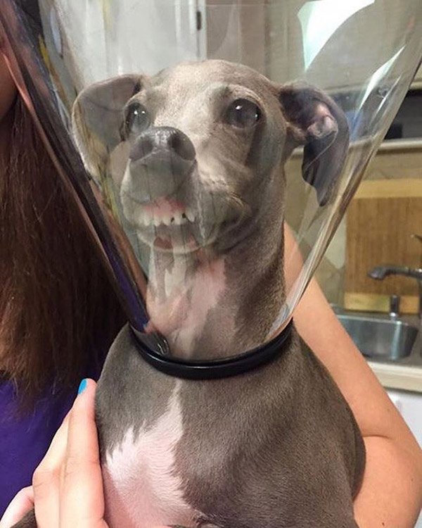 Pets In Lampshades (35 pics)