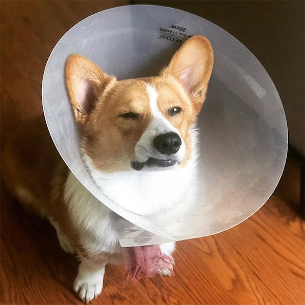Pets In Lampshades (35 pics)