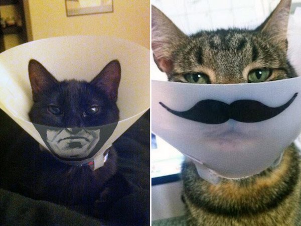 Pets In Lampshades (35 pics)