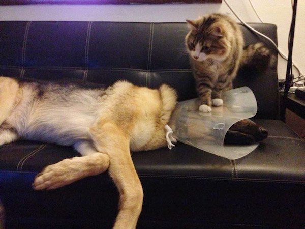 Pets In Lampshades (35 pics)