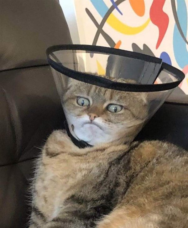 Pets In Lampshades (35 pics)