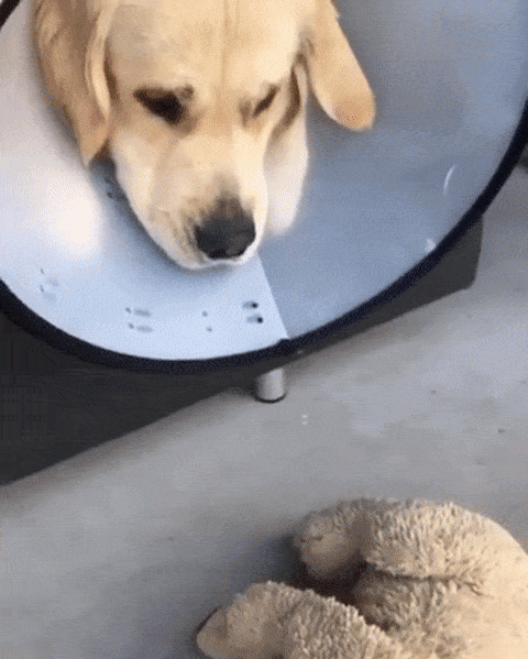 Pets In Lampshades (35 pics)