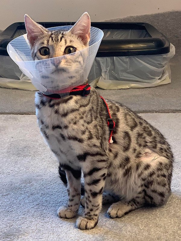 Pets In Lampshades (35 pics)