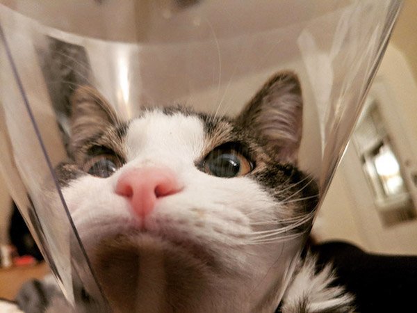 Pets In Lampshades (35 pics)