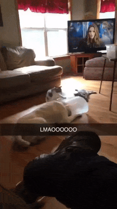 Pets In Lampshades (35 pics)