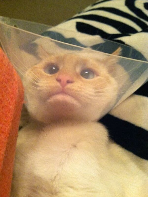 Pets In Lampshades (35 pics)
