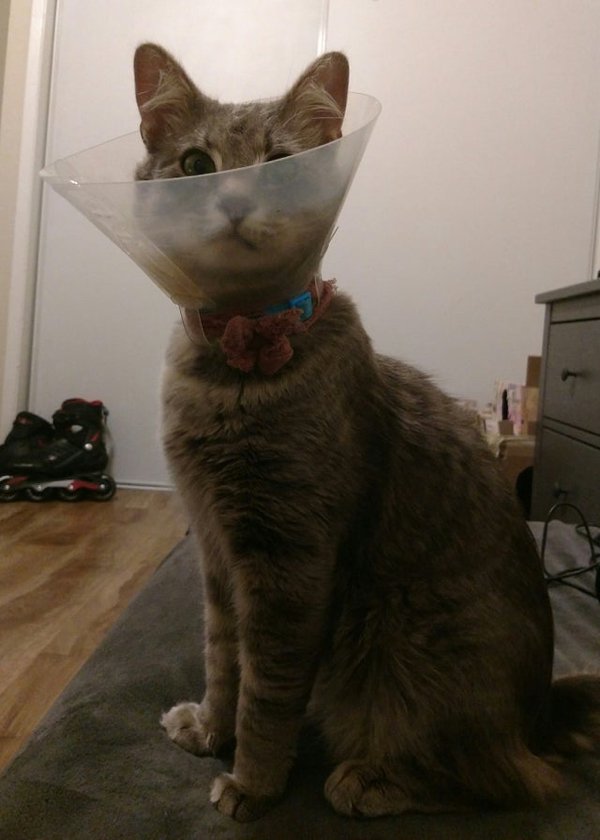 Pets In Lampshades (35 pics)