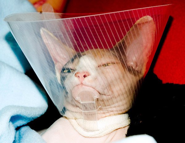 Pets In Lampshades (35 pics)
