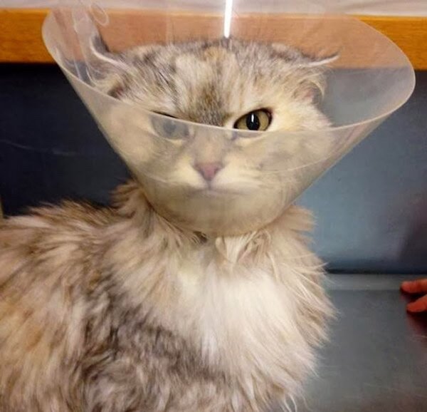Pets In Lampshades (35 pics)