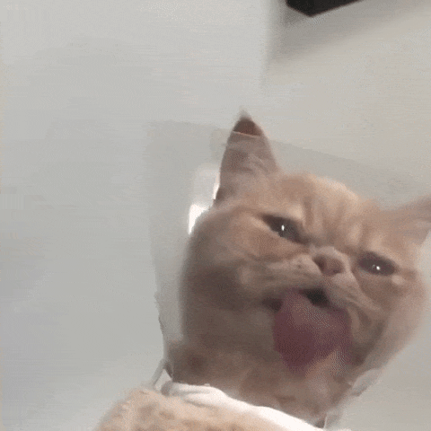 Pets In Lampshades (35 pics)