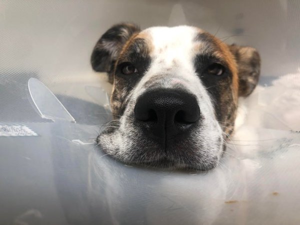 Pets In Lampshades (35 pics)