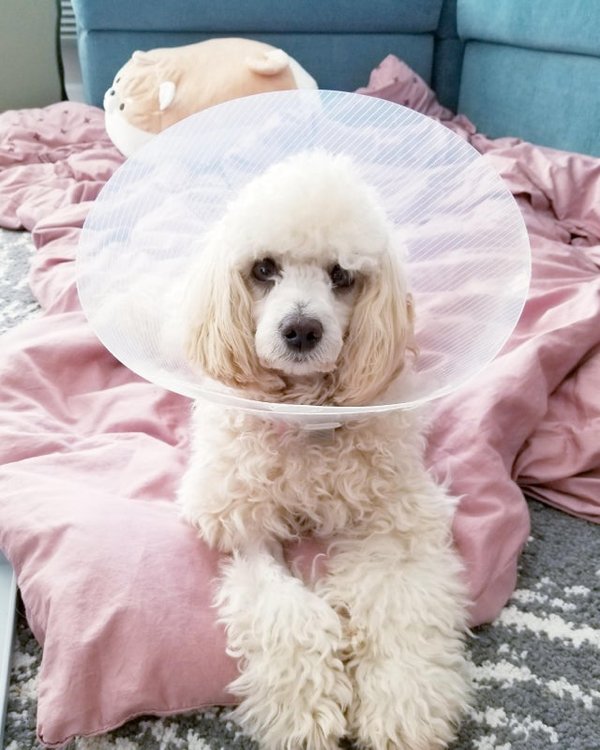 Pets In Lampshades (35 pics)
