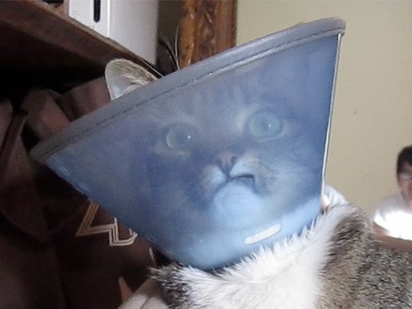 Pets In Lampshades (35 pics)