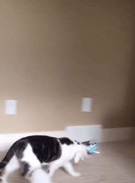 Pets In Lampshades (35 pics)