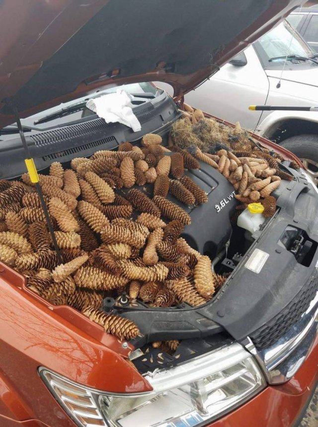 Acid Picdump. Part 1 (96 pics)