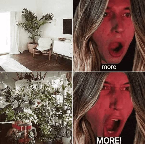 Plant Memes (21 pics)