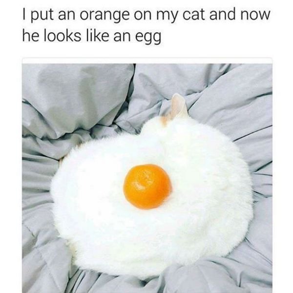 Cat Memes (44 pics)