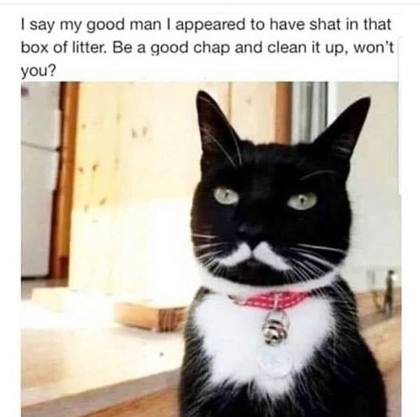 Cat Memes (44 pics)