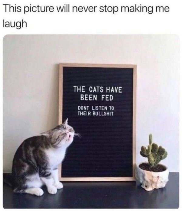 Cat Memes (44 pics)
