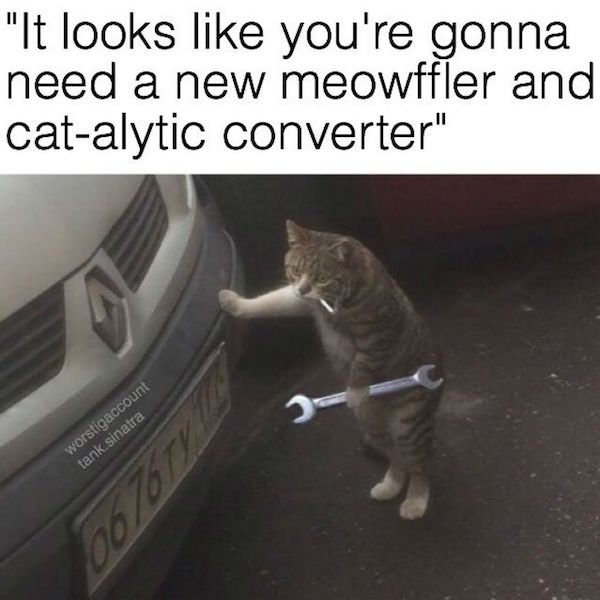Cat Memes (44 pics)