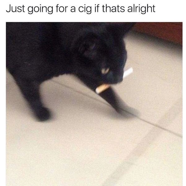 Cat Memes (44 pics)