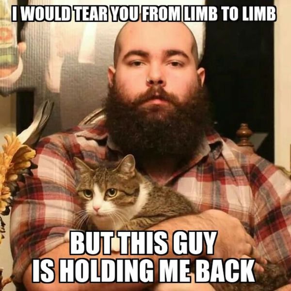 Cat Memes (44 pics)