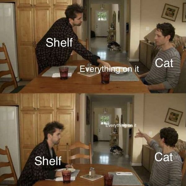 Cat Memes (44 pics)