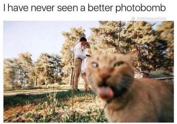Cat Memes (44 pics)