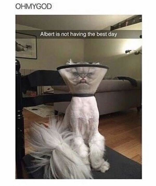 Cat Memes (44 pics)