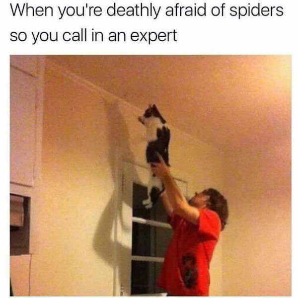 Cat Memes (44 pics)