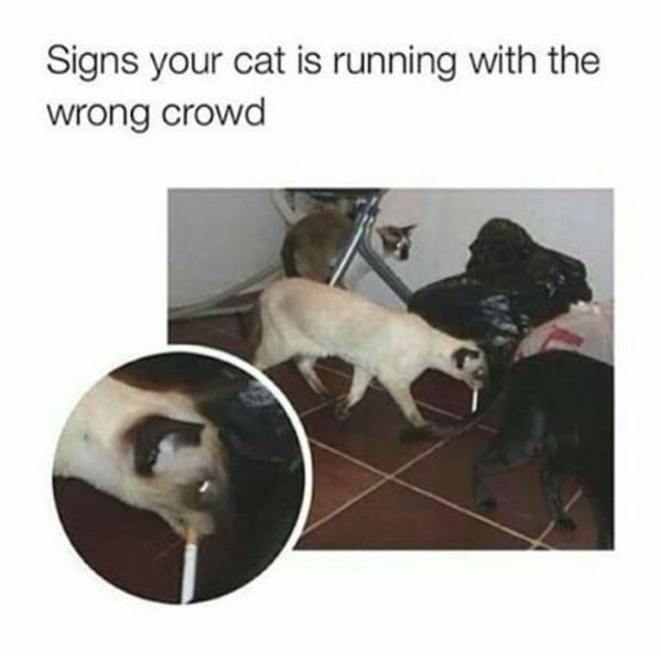 Cat Memes (44 pics)