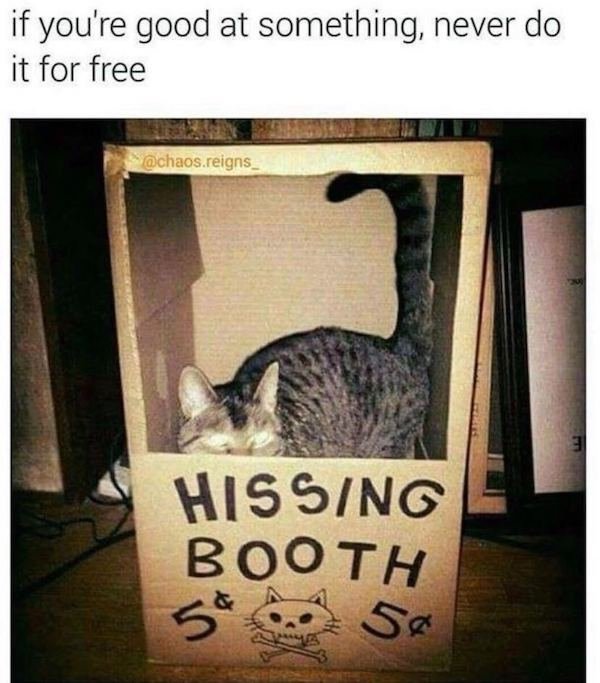Cat Memes (44 pics)