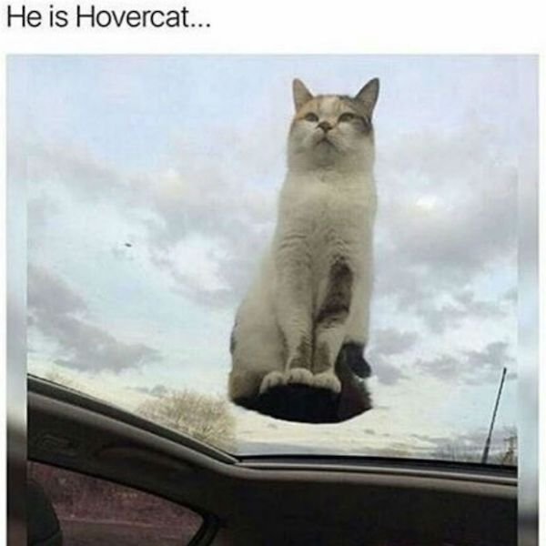 Cat Memes (44 pics)