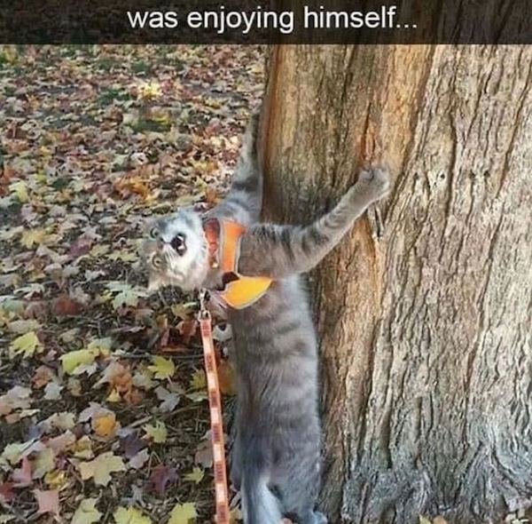Cat Memes (44 pics)