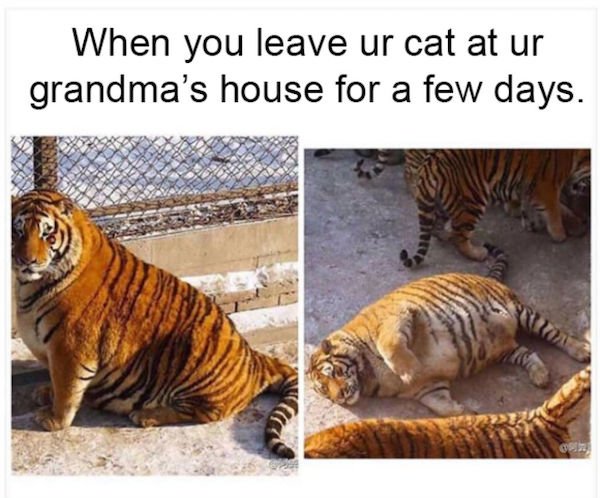 Cat Memes (44 pics)