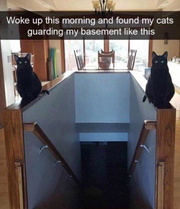 Cat Memes (44 pics)