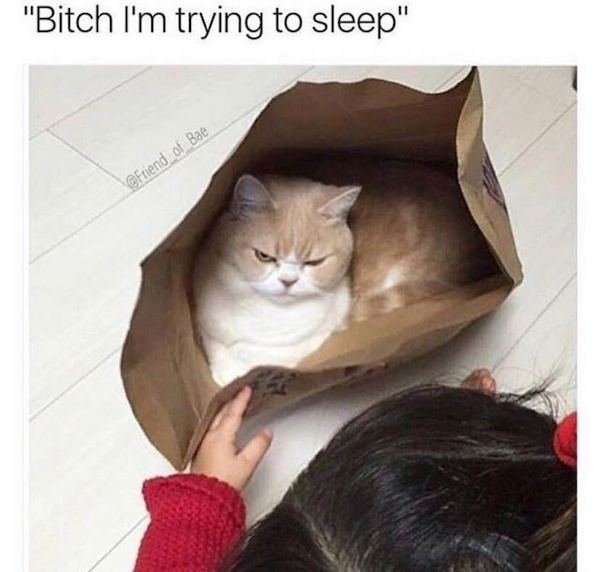 Cat Memes (44 pics)