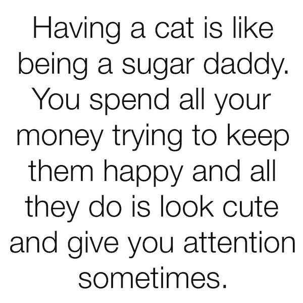 Cat Memes (44 pics)