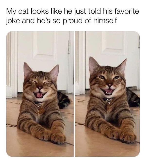 Cat Memes (44 pics)
