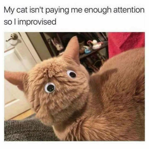 Cat Memes (44 pics)